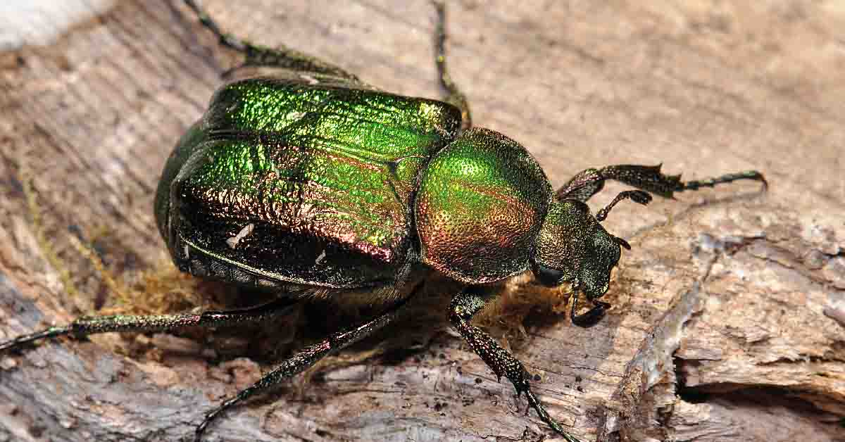 New-Forest-Noble-Chafer