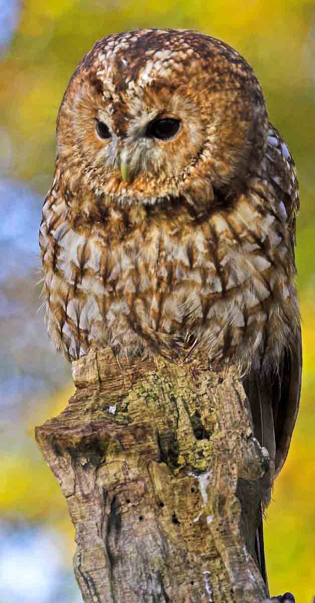 Tawny-Owl