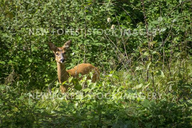 Young Roebuck 01