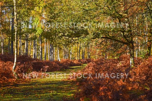 Wooson's Hill Inclosure 01