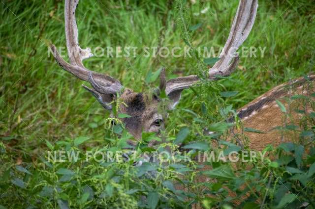 Fallow Buck in velvet 02