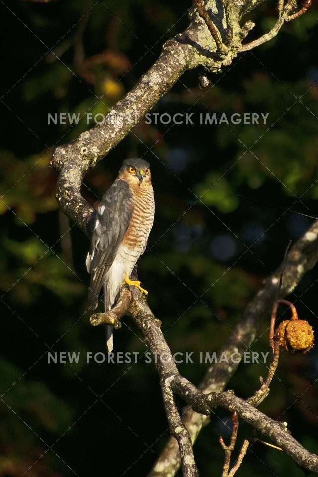 Sparrowhawk 19