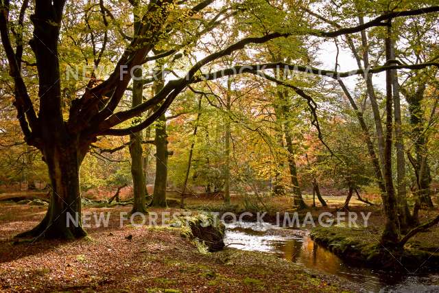 River in Autumn 08