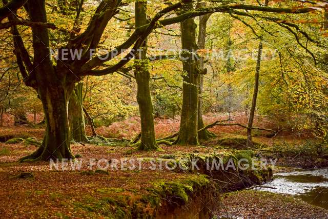 River in Autumn 09