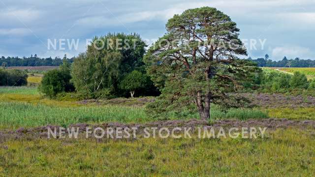 Reedbed 01