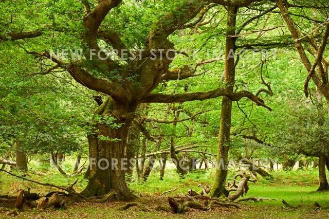 Ancient Oak 05