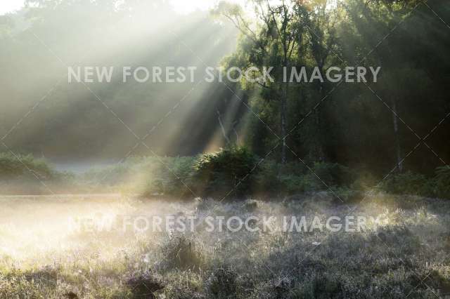 Sunbeams 01