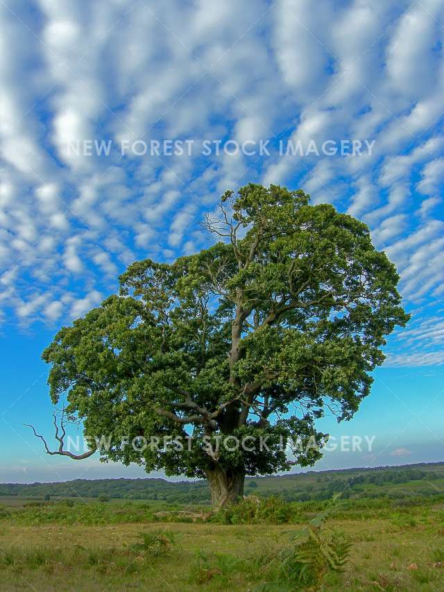 Ancient Oak 08