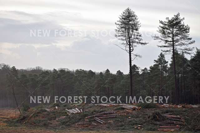Forestry 09