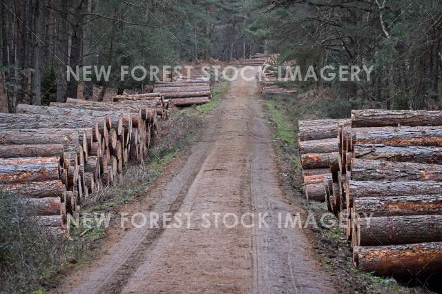 Forestry 10