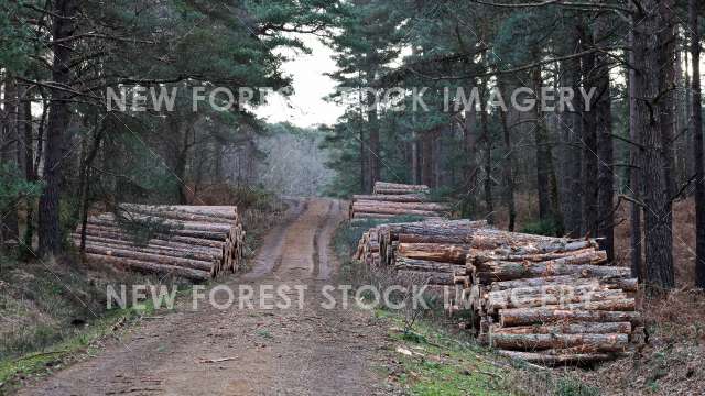 Forestry 11