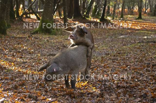 Pannage Pig Fun 01