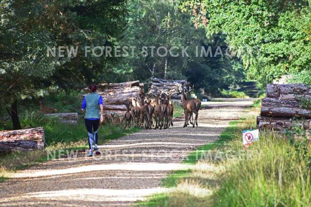 Runner Meets Deer 02