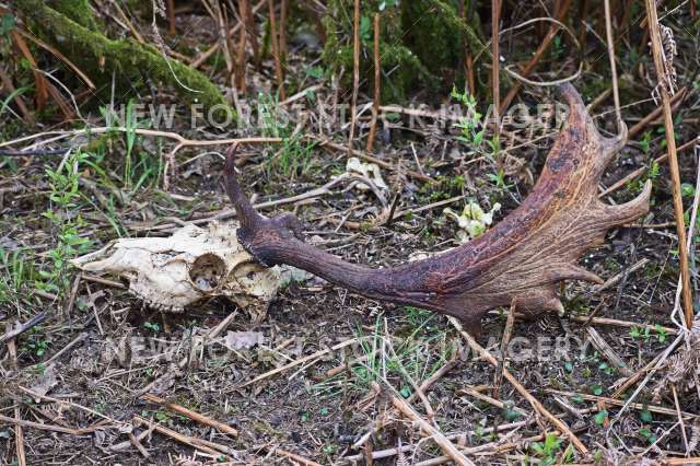 Fallow Deer Skull 01