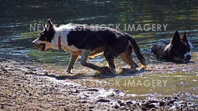 Border Collies 02