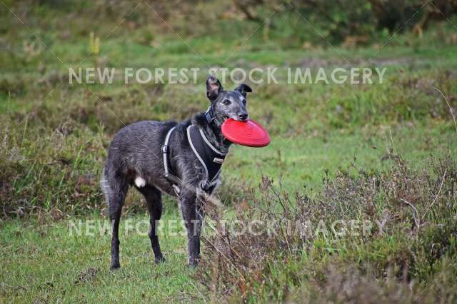 Dog With Frisbie 01