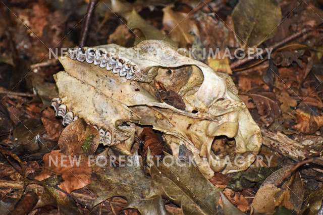 Fallow Deer Skull 02