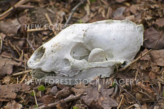 Badger Skull 02