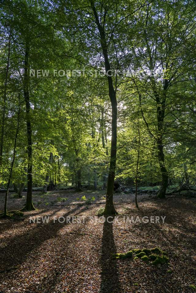 Beechwood 04