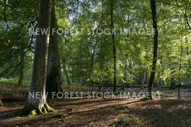 Beechwood 03