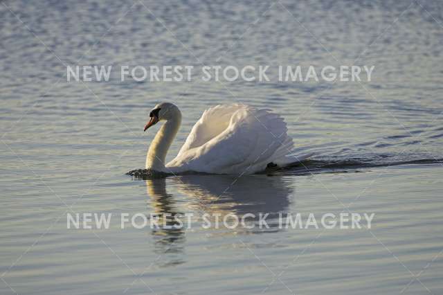 Mute Swan 03