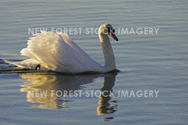 Mute Swan 05