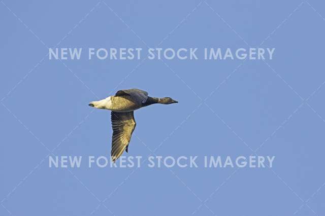 Brent Goose 04