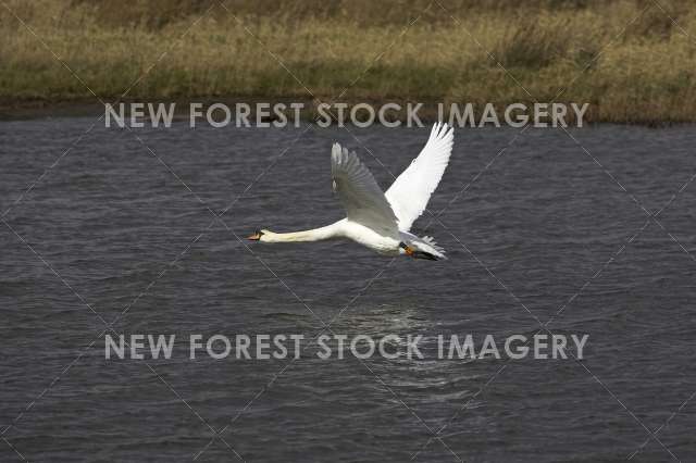 Mute Swan 06