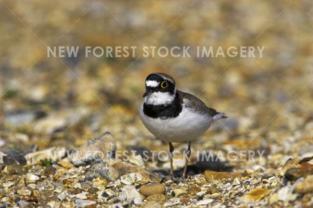 Little Ringed Plover  01