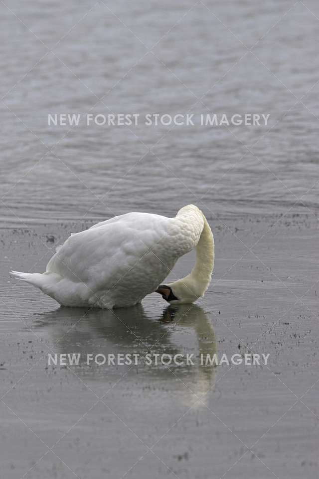 Mute Swan 08
