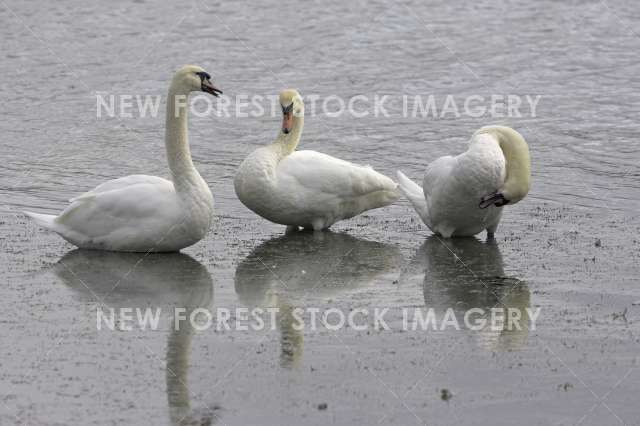 Mute Swan 09