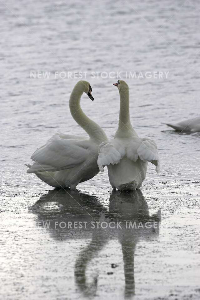 Mute Swan 10