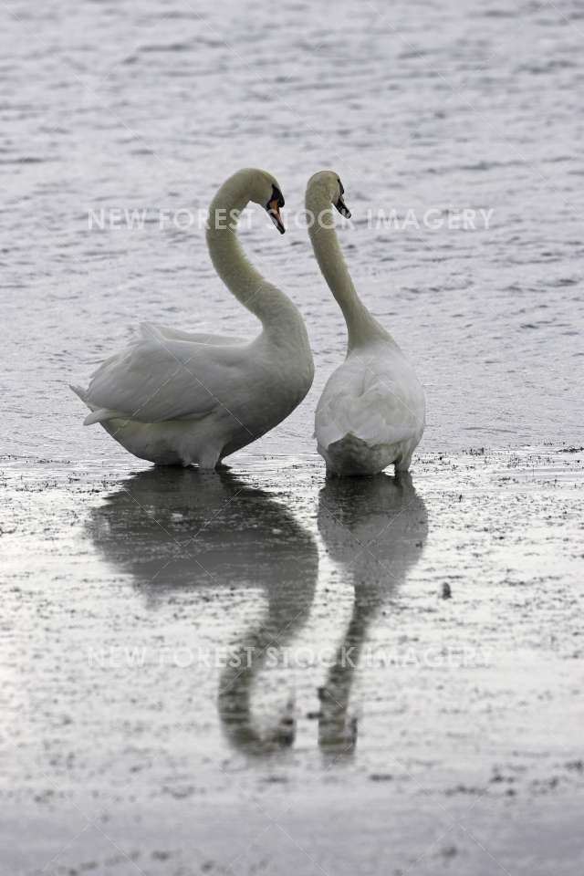 Mute Swan 11