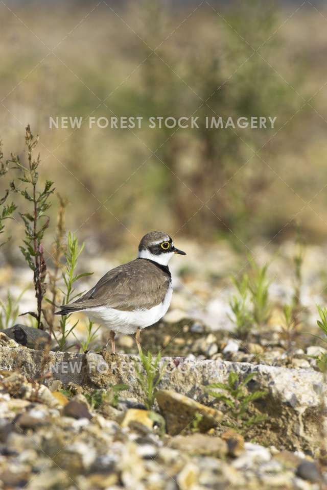 Little Ringed Plover 05