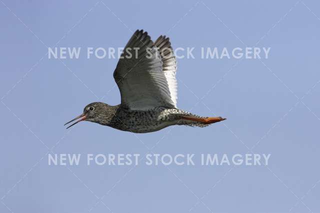 Redshank 01