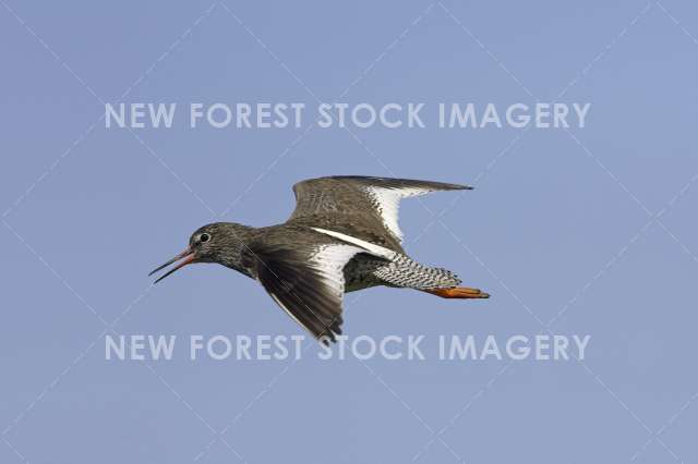 Redshank 02