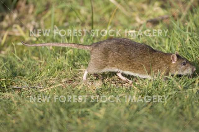 Brown Rat 02