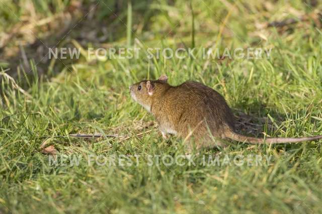 Brown Rat 03