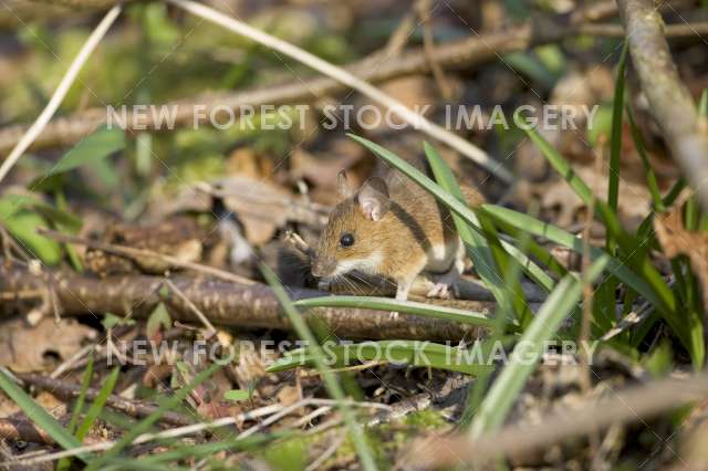 Yellow-necked Mouse 01