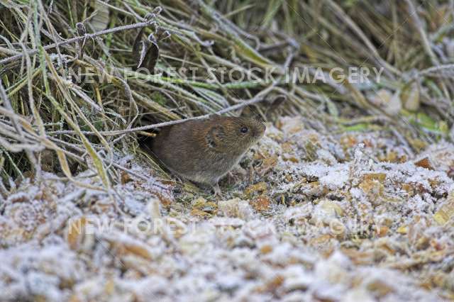 Field Vole 01