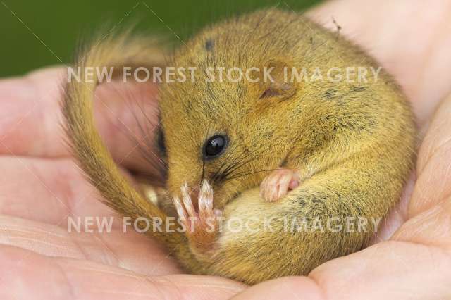 Hazel Dormouse 01