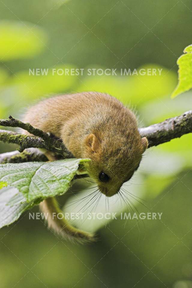 Hazel Dormouse 02