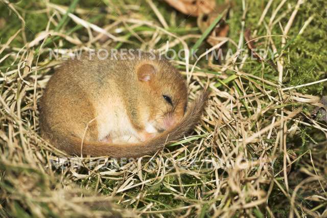 Hazel Dormouse 03