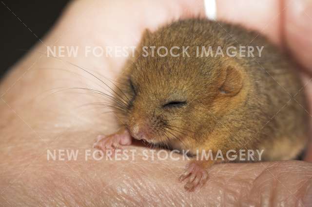 Hazel Dormouse 04