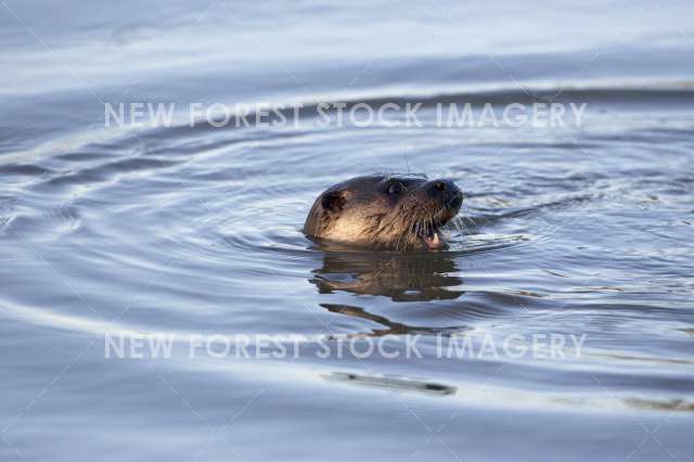 Otter 06