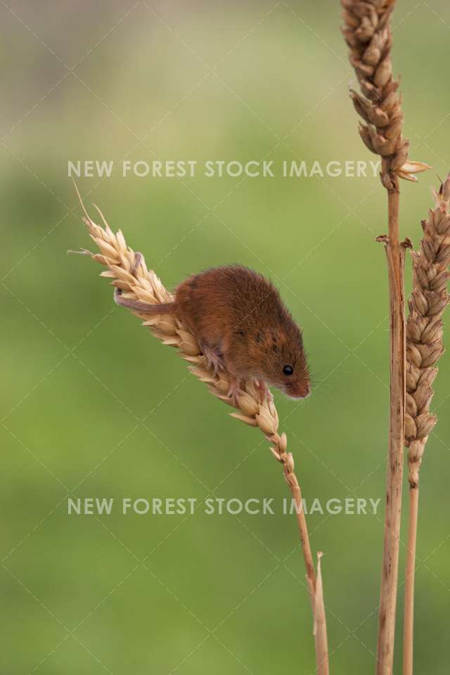 Harvest Mouse 01