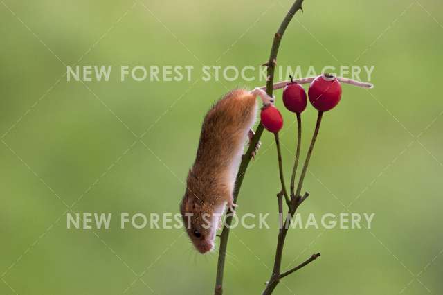 Harvest Mouse 02