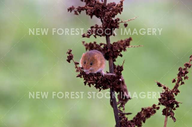 Harvest Mouse 03