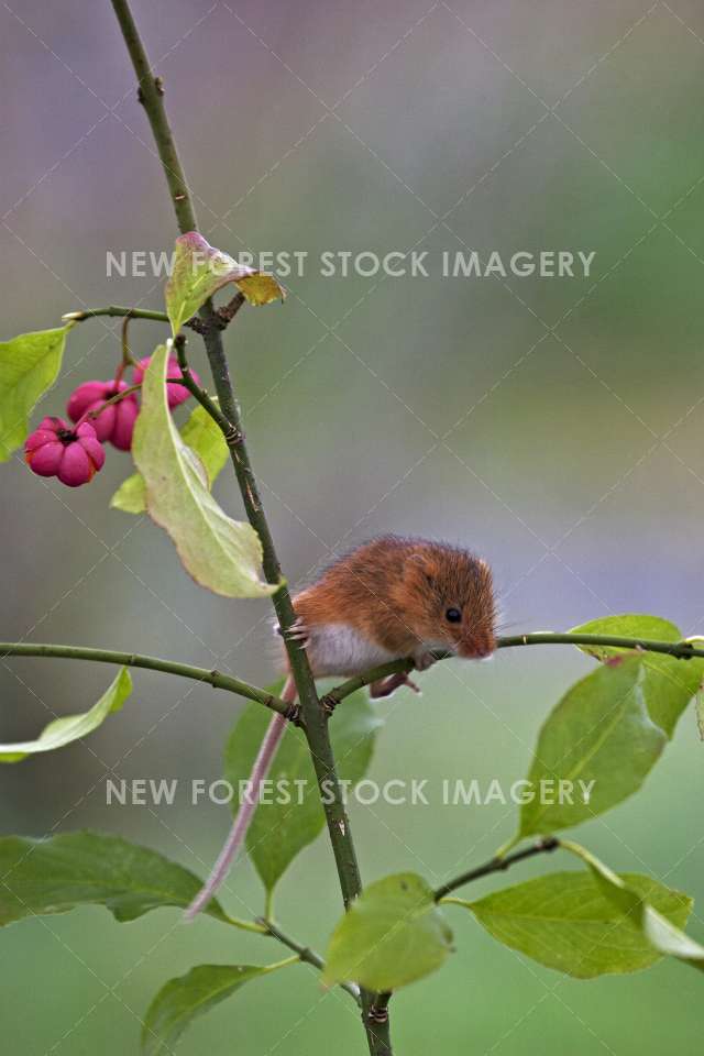 Harvest Mouse 04