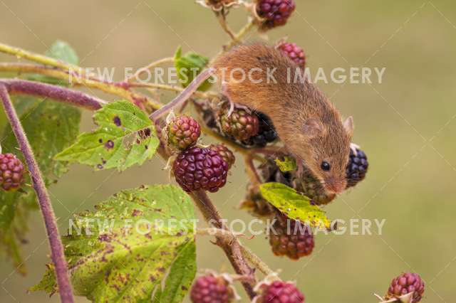 Harvest Mouse 05